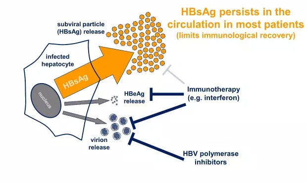 乙肝圖2.png 乙肝圖2.png