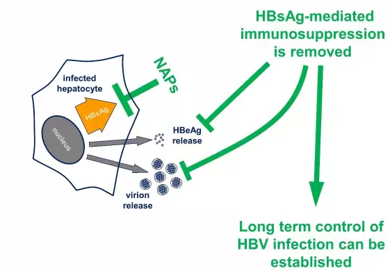 乙肝圖6.png 乙肝圖6.png