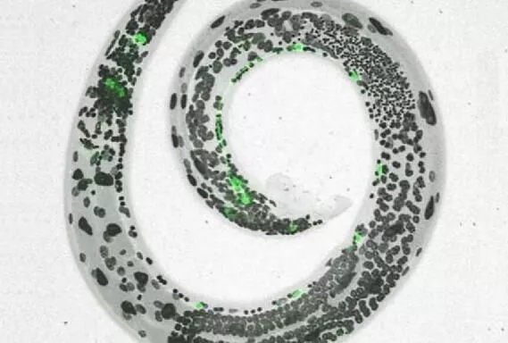 5.webp.jpg 5.webp.jpg