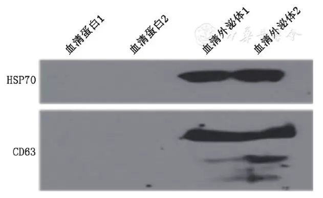 圖5.webp.jpg 圖5.webp.jpg