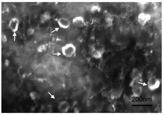 圖3.webp.jpg 圖3.webp.jpg