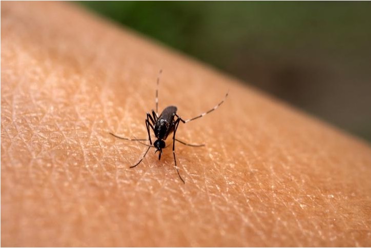 Korea to offer free rapid diagnostic tests for dengue virus